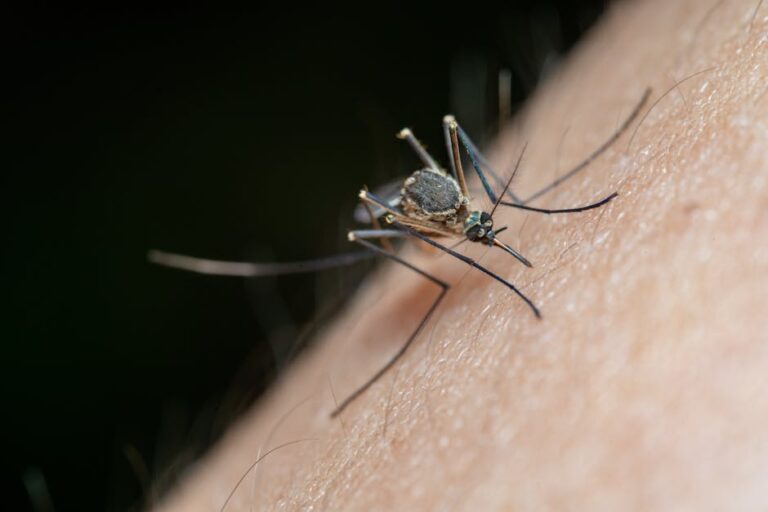 Ultimate Guide to Natural Remedies for Mosquito Bites: Relief and Prevention