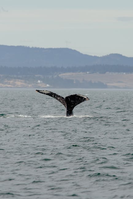 Unlocking the Mysteries of the Fluke Whale: A Comprehensive Guide