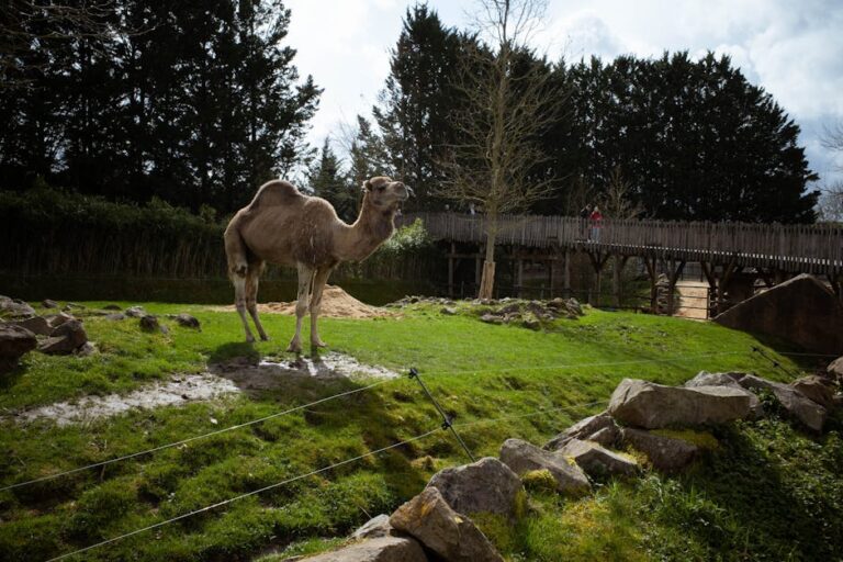 Natural Bridge Zoo: A Wild Adventure Awaits in Virginia’s Natural Wonder