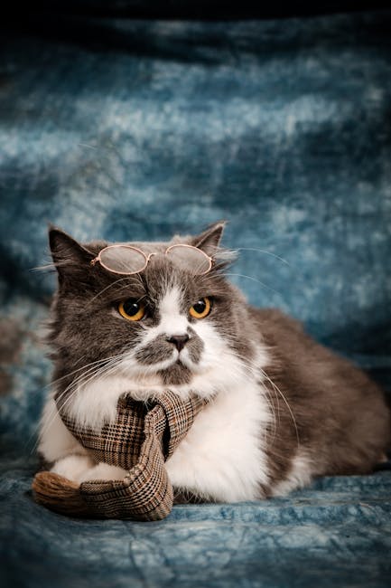 Hilarious Cats: 100+ Photos and Videos Guaranteed to Make You Laugh Out Loud
