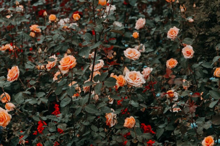 Mastering Rose Propagation: A Comprehensive Guide to Growing More Roses
