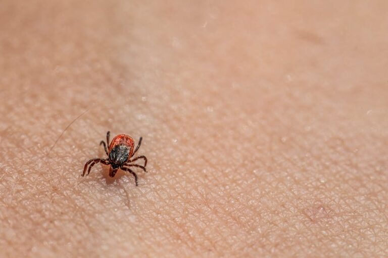 Unveiling the Microscopic World: Exploring Tiny Arachnids Related to Ticks