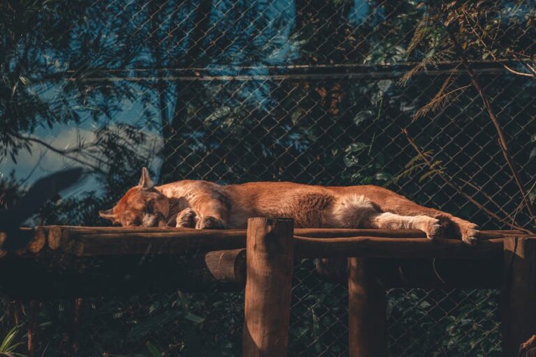 Cougar Mountain Zoo: A Wild Adventure Awaits – Explore Animals, Exhibits, and More!