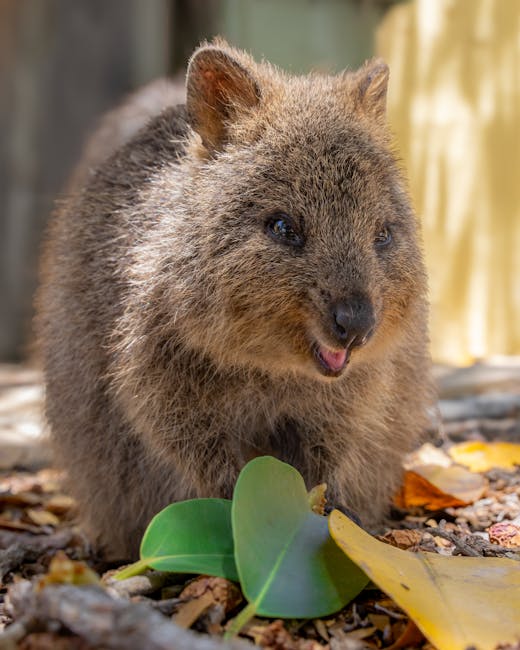 The Australian YouTube Phenomenon: A Deep Dive into the Land Down Under’s Top Creators