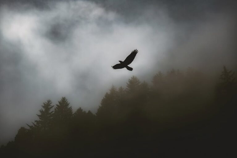 Storm vs. Wings: A Deep Dive into Two Dominant Forces in Nature and Mythology