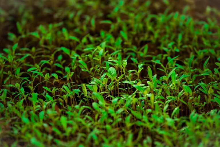 Grow Your Own Garden Seed Stock: A Comprehensive Guide to Saving Seeds for Future Harvests