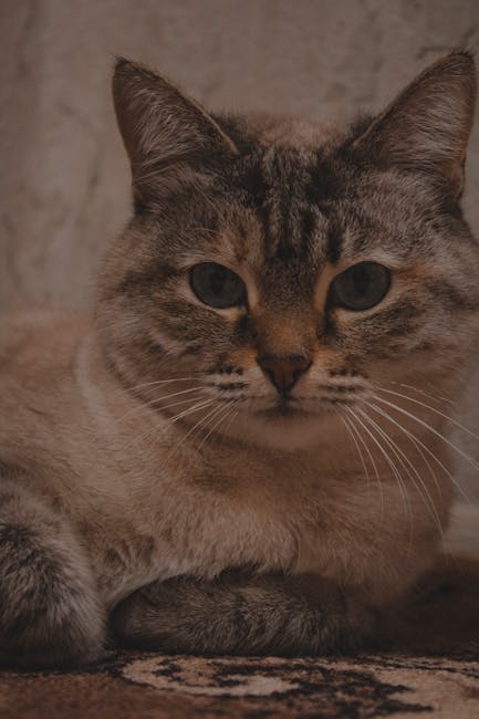 Fat Cats Queen Creek: Your Ultimate Guide to Arizona’s Premier Cat Cafe
