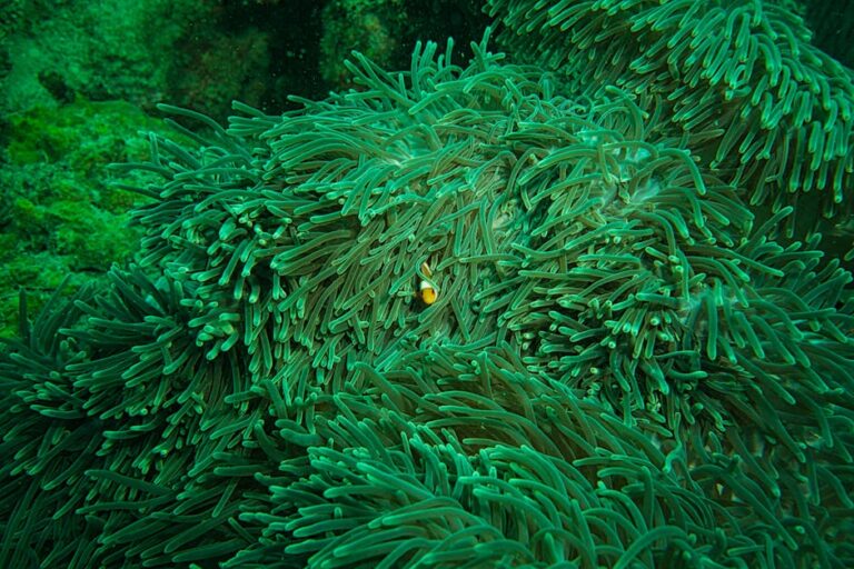 Deep Sea Sugar and Salt: Unveiling the Mysteries of Ocean Salinity and Life’s Building Blocks