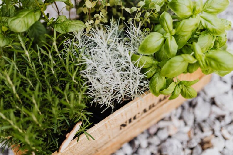 How to Harvest Parsley & Keep It Growing: A Comprehensive Guide for Abundant Herbs