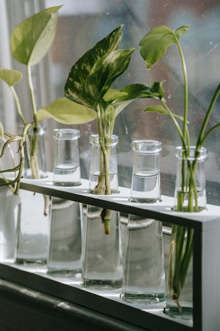 How to Propagate Snake Plants in Water: A Comprehensive Guide for Beginners